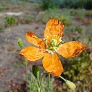 papaver californicum